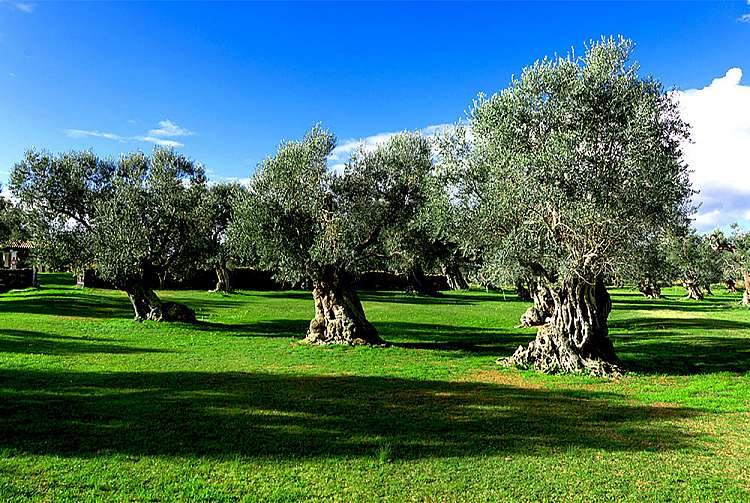 Matera