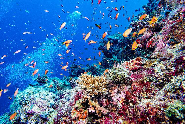 Fondali delle Maldive