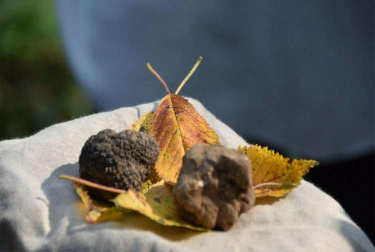 Tartufo raccolto 