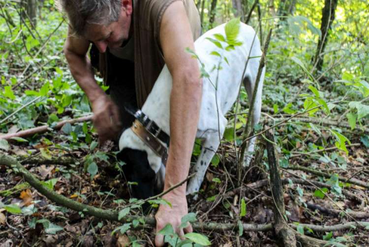 Ricerca del Tartufo con Marco e Roki 