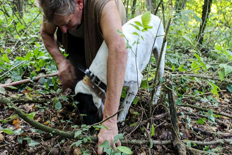 Ricerca del Tartufo con Marco e Roki