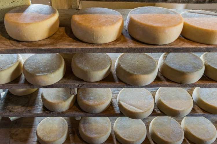 Il formaggio di malga