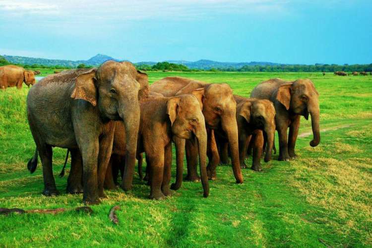 Elefanti dello Sri Lanka
