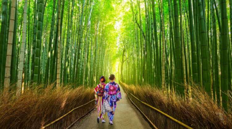 La foresta di bambu' di Arashiyama, raggiungibile da Kyoto