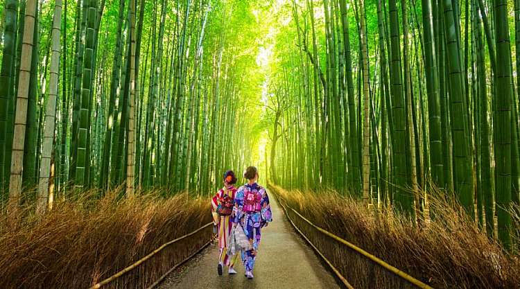 La foresta di bambu' di Arashiyama, raggiungibile da Kyoto