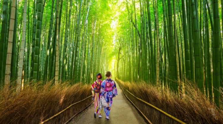 La foresta di bambu' di Arashiyama, raggiungibile da Kyoto