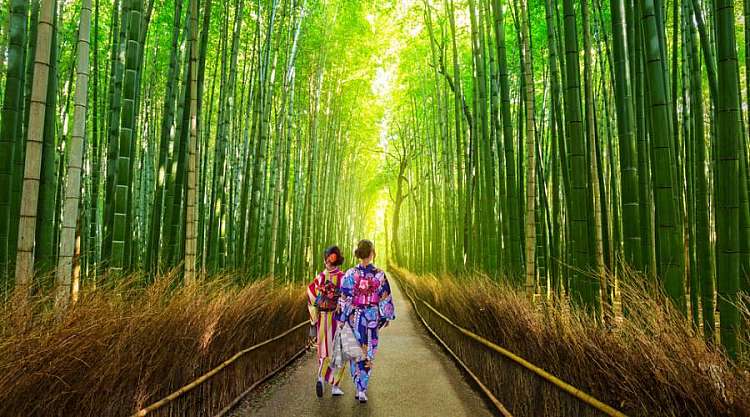 La foresta di bambu' di Arashiyama, raggiungibile da Kyoto