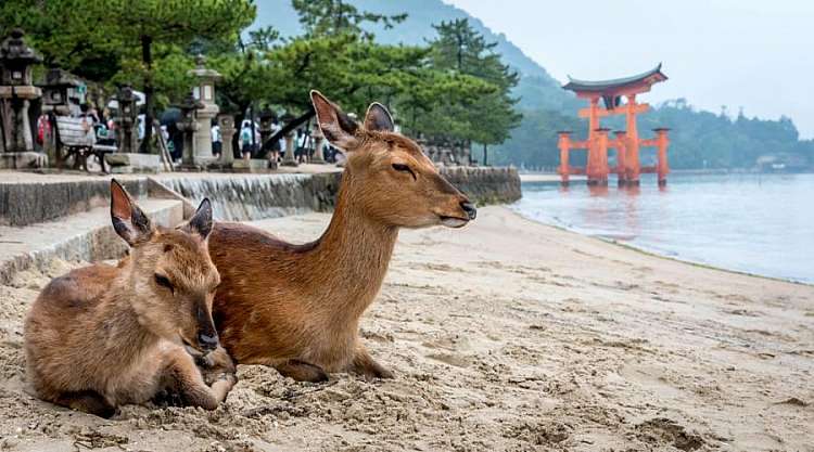 L'isola di Miyajima