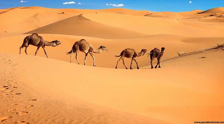MAROCCO - Marrakech , Tour Il Grande Sud, Kasbah e Deserto