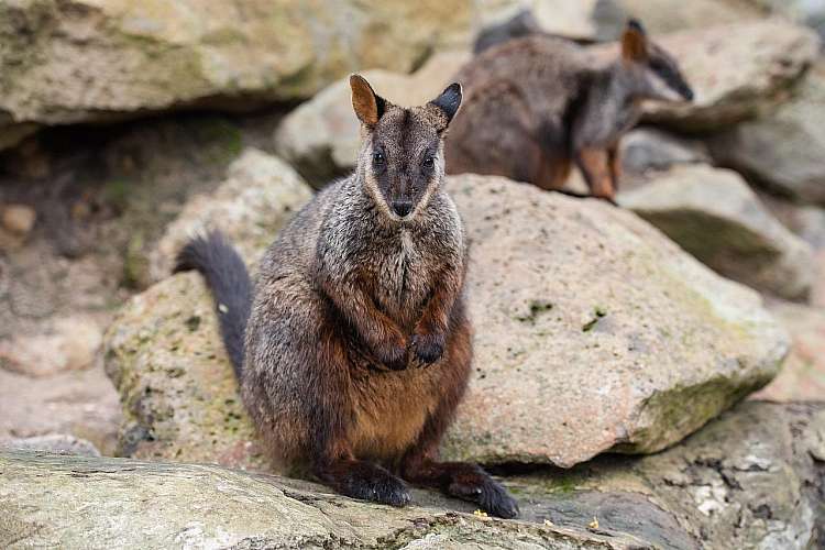Rock wallaby