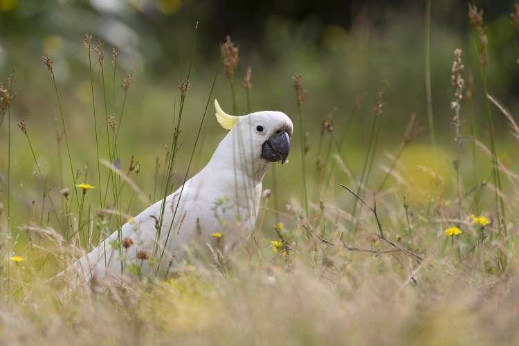 Cacatua