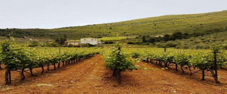 Vigneti