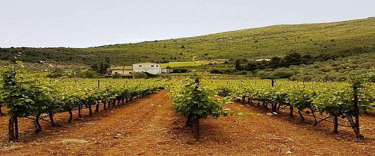 Vigneti