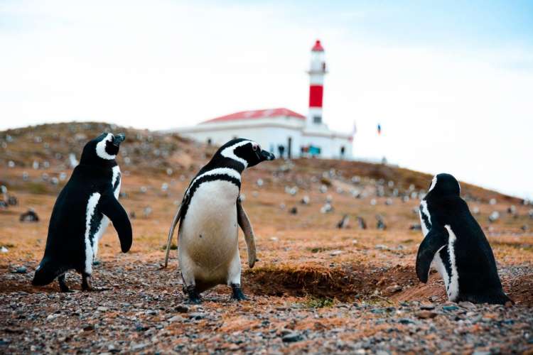 Pinguini