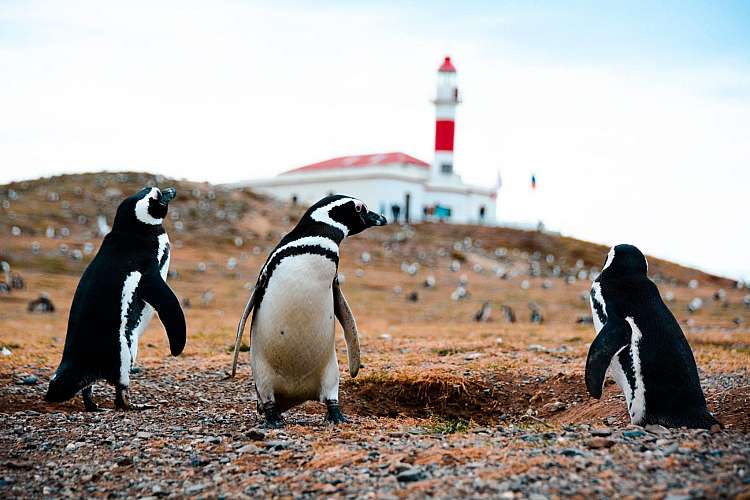 Pinguini
