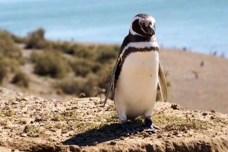 Pinguino