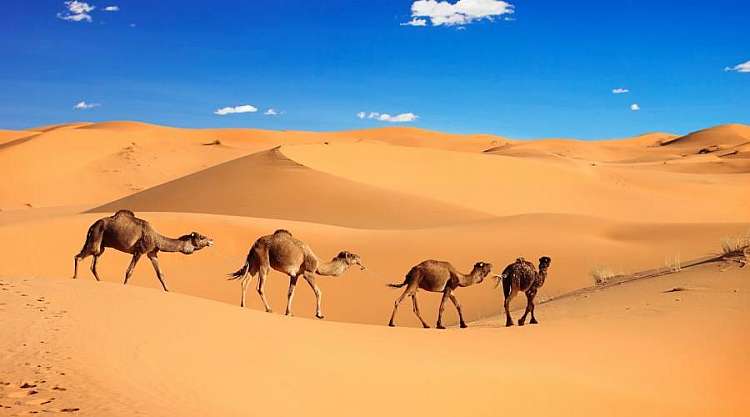 Il Nostro Tour Esclusivo delle Città Imperiali e Deserto in Riad