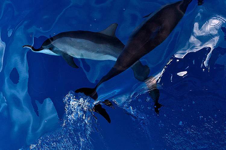 L'isola incontaminata di Fernando de Noronha