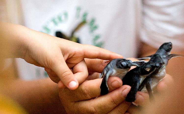 L'isola incontaminata di Fernando de Noronha: tartarughe protette dalla cooperativa TAMAR