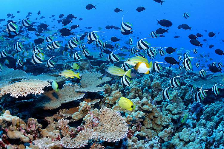 L'isola incontaminata di Fernando de Noronha