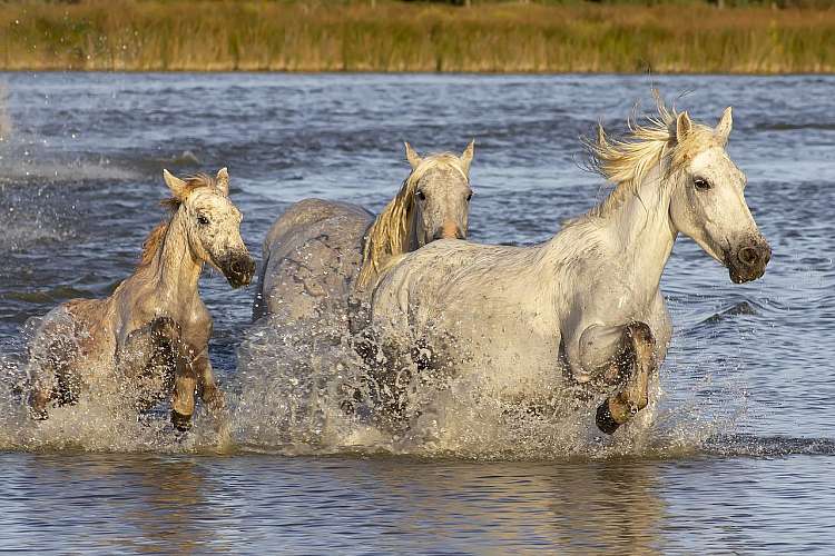 Camargue
