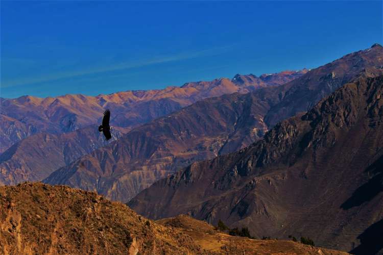 Condor delle Ande