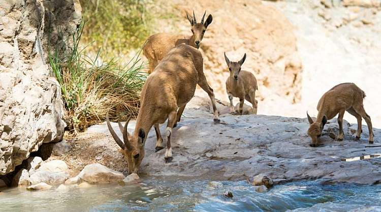 Riserva di Ein Gedi