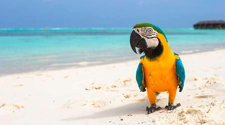 Sri Lanka Classico e Isole Maldive un tour di 12 giorni