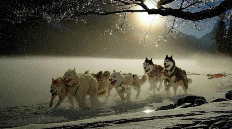 Huskies