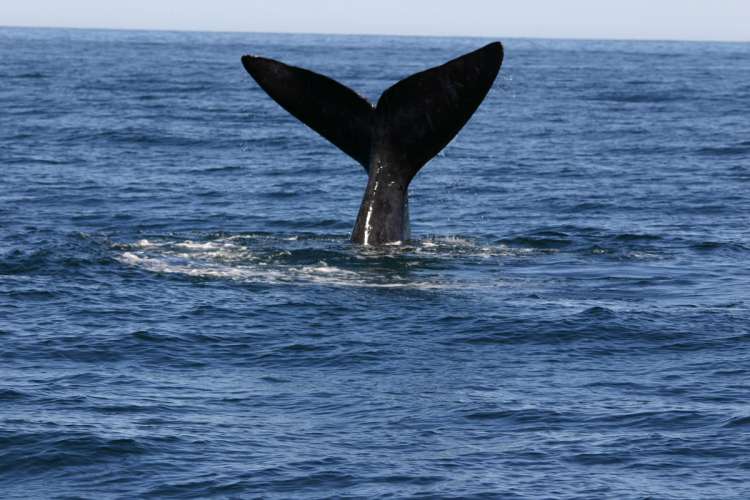Balena