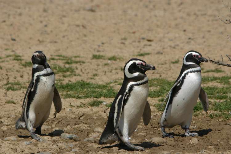 Pinguini