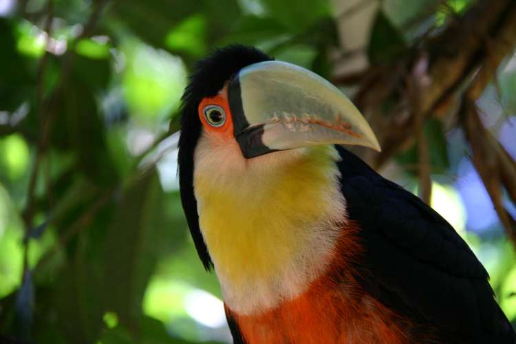 Tucano