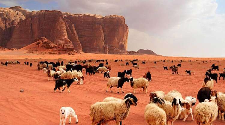 Il deserto del Wadi Rum