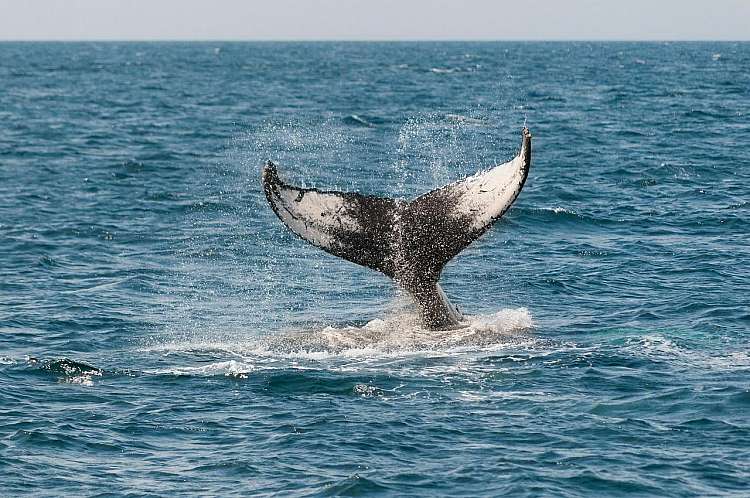 Sudafrica: Città del Capo e safari al Parco Nazionale Kruger