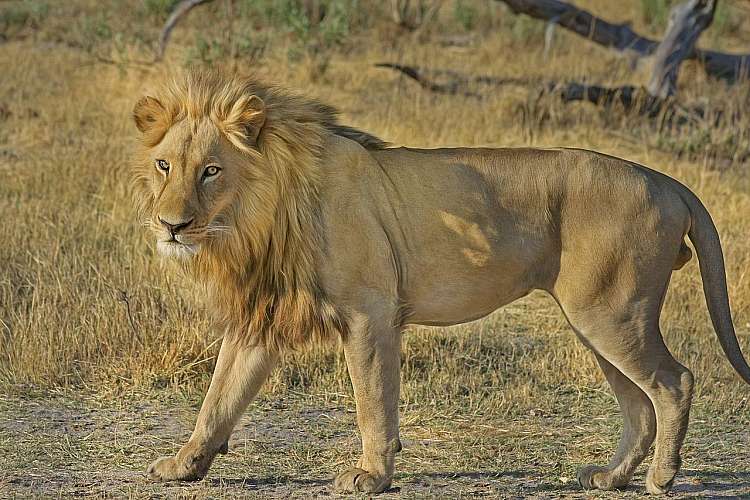 Sudafrica: Città del Capo e safari al Parco Nazionale Kruger