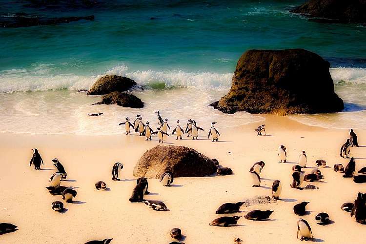 Sudafrica: Città del Capo e safari al Parco Nazionale Kruger