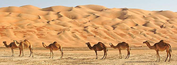 Capodanno nel deserto e soggiorno mare dal 29 dicembre al 05 gennaio