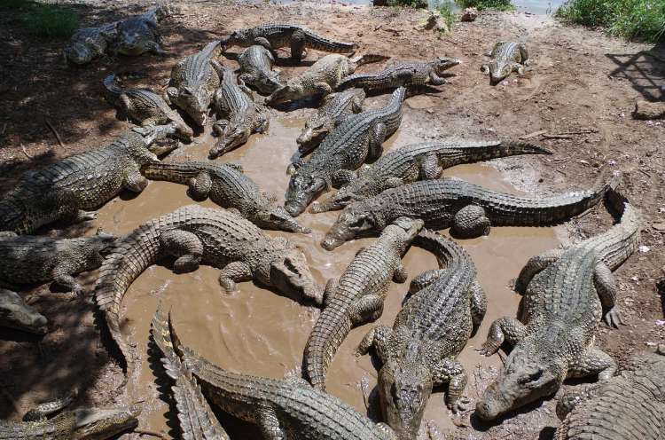 Allevamento di coccodrilli