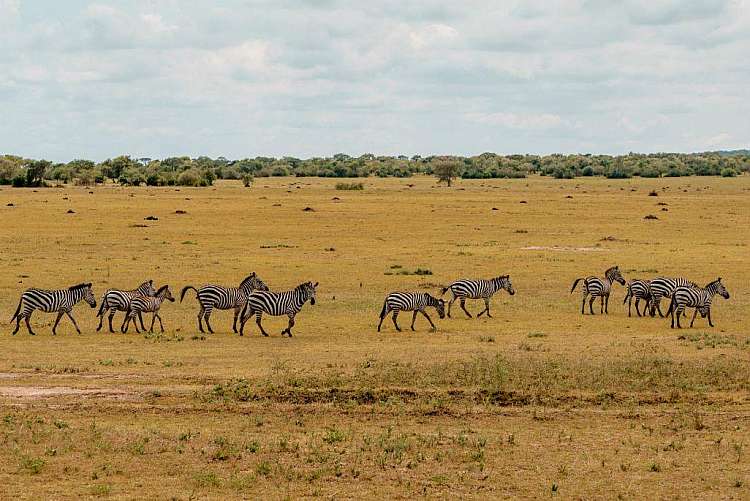 Sulla vetta del Kilimangiaro: trekking in Tanzania da 2.285 euro