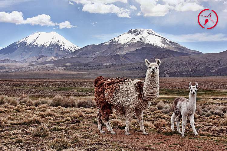 Altopiano della Bolivia