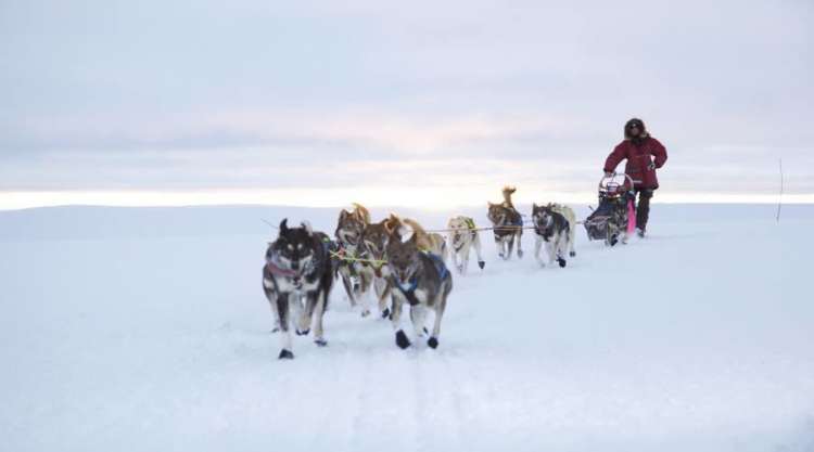 Safari con gli husky (JOERN LOSVAR_www.finnmarkslopet.no)