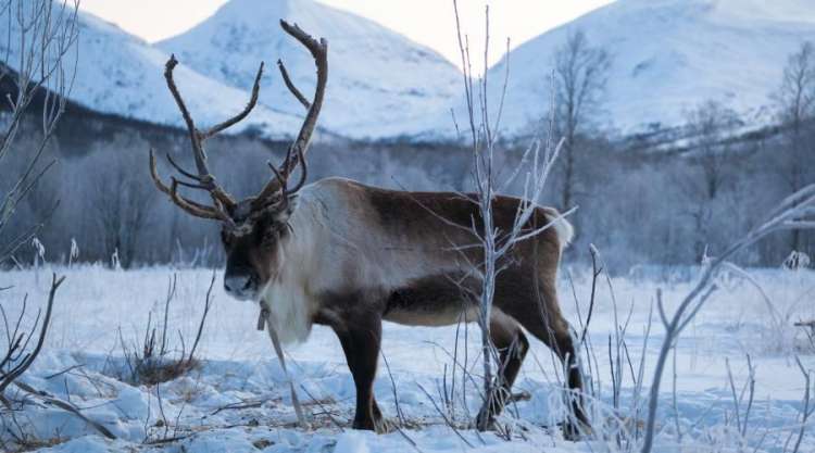 Renne in inverno (Konrad Konieczny_www.nordnorge.com)