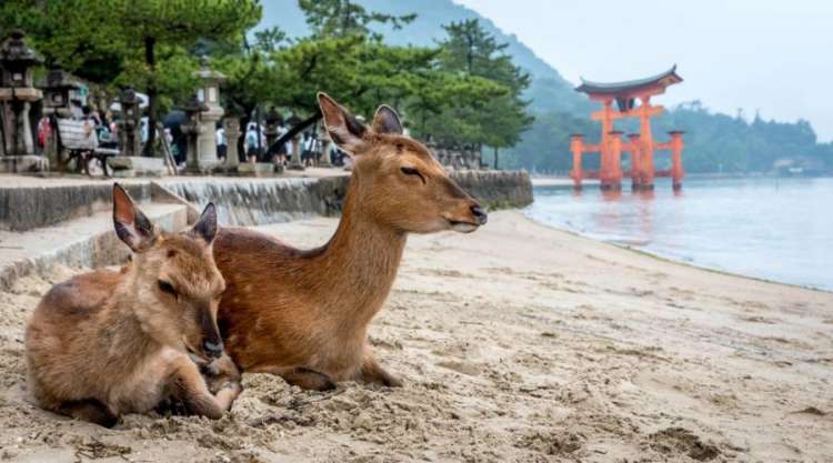Miyajima