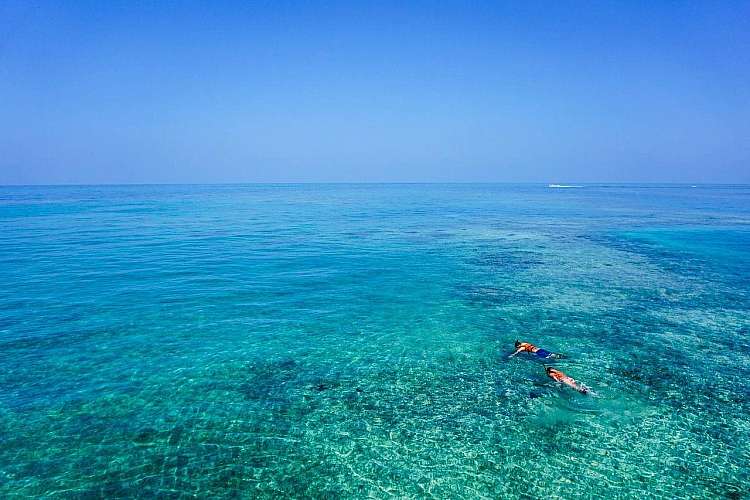 mare
