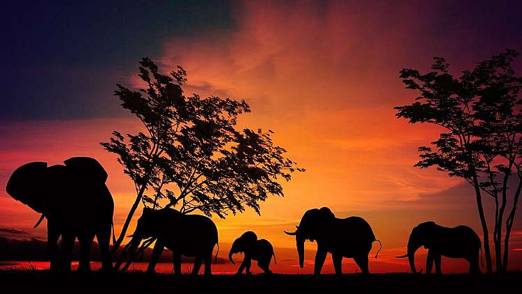 Tanzania. Un esperienza indimenticabile con Safari Mbogo (A)