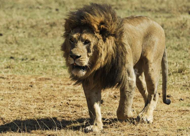 leone