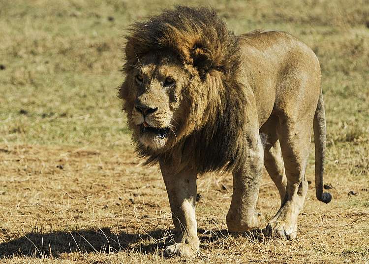 leone