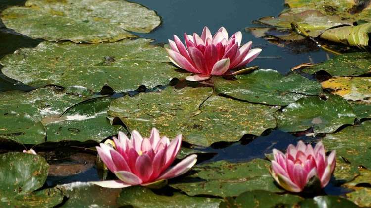 Le ninfee di Monet