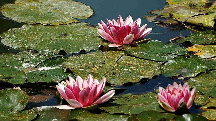 Le ninfee di Monet