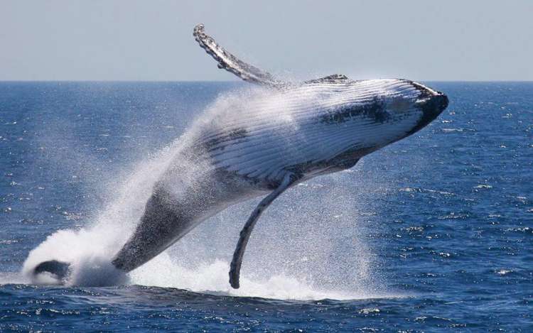 Le Balene